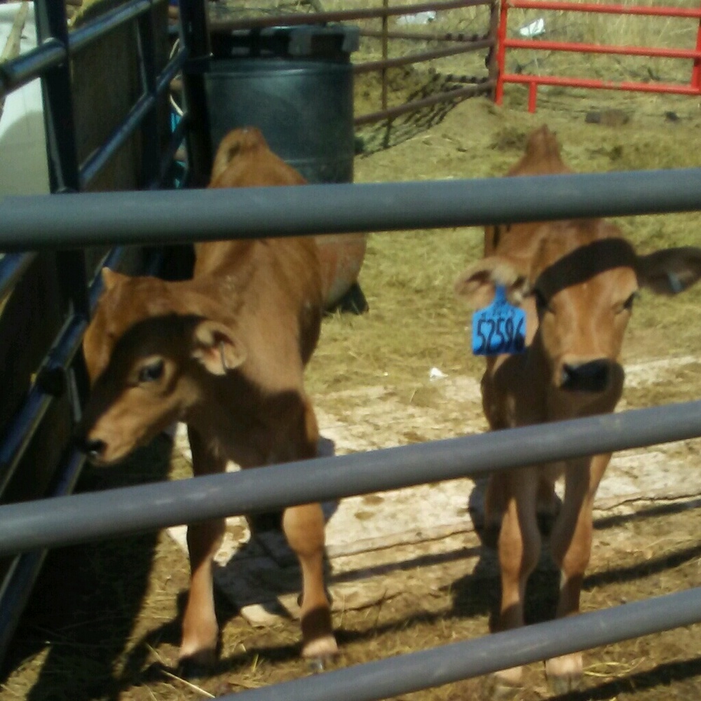 Meet your Posher, Roxana